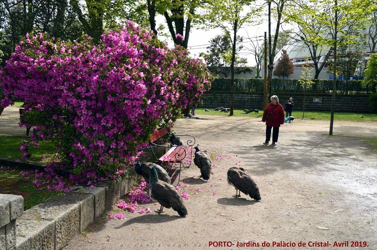 1019- Porto Jardins Palais Cristal.jpg